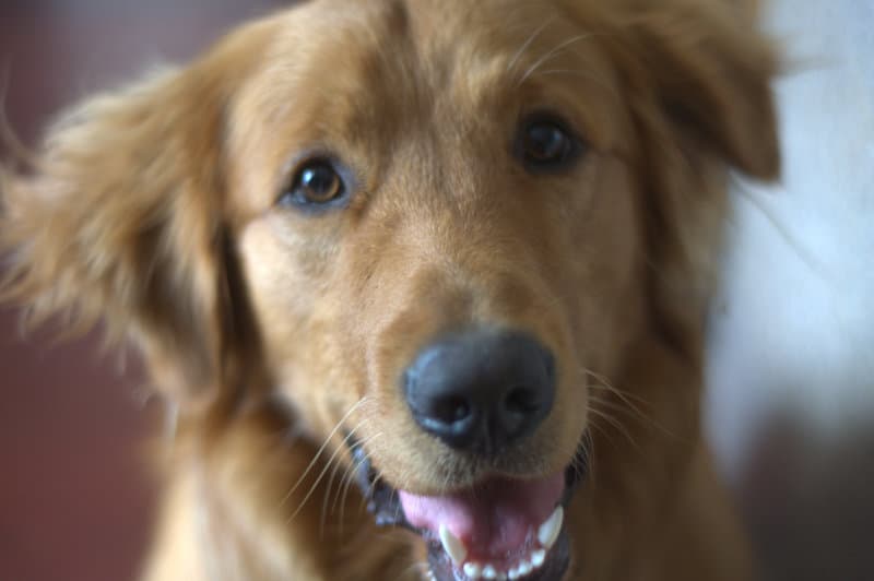 The cutest Golden Retriever EVAH!!