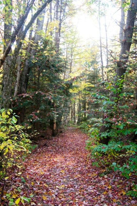 Fall Foliage in New Hampshire 2014