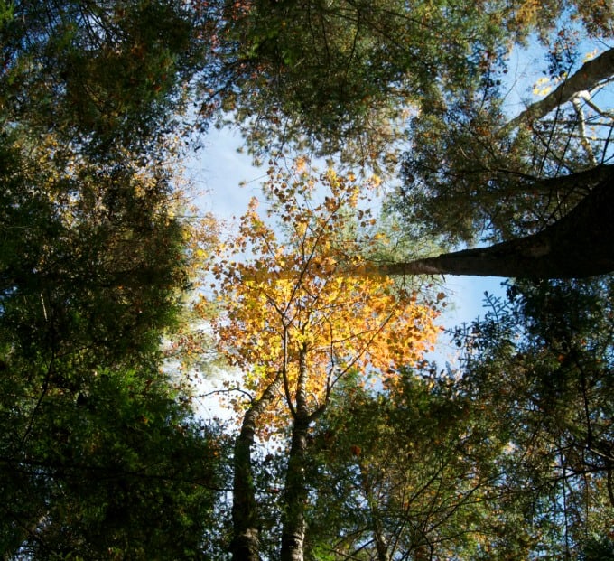 Fall Foliage in New Hampshire 2014