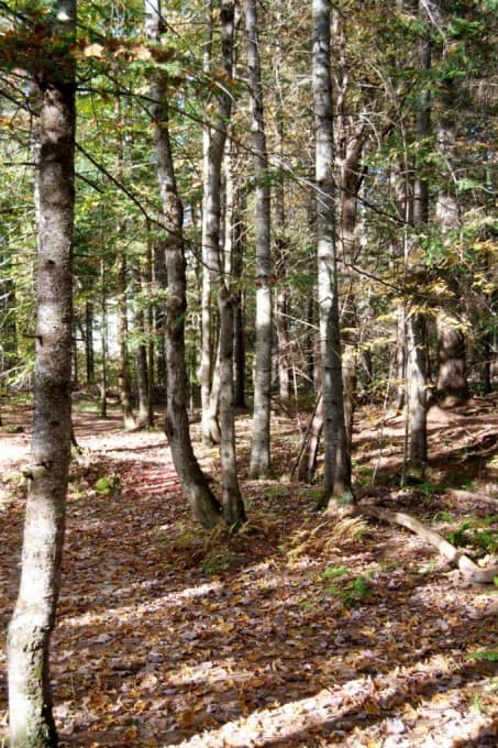 Fall Foliage in New Hampshire 2014