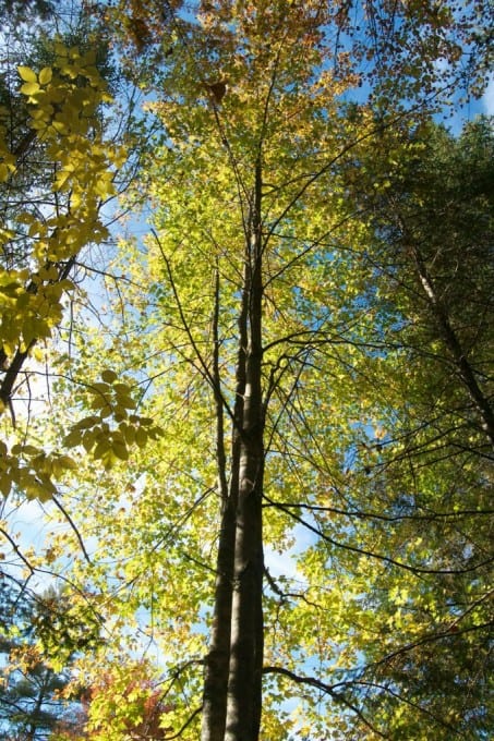 Fall Foliage in New Hampshire 2014