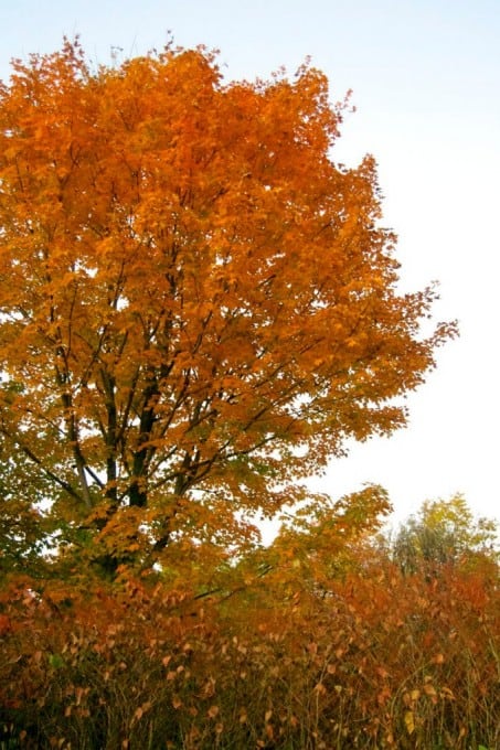 Fall Foliage in New Hampshire 2014