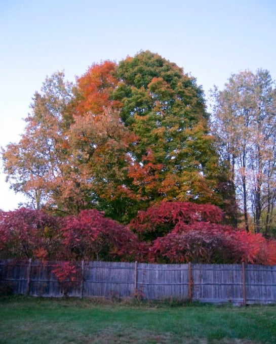 Fall Foliage in New Hampshire 2014