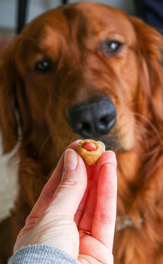 Logan the Golden Dog and a Homemade Dog Pill Pocket