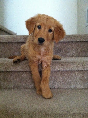 Keiser- a Golden Retriever puppy