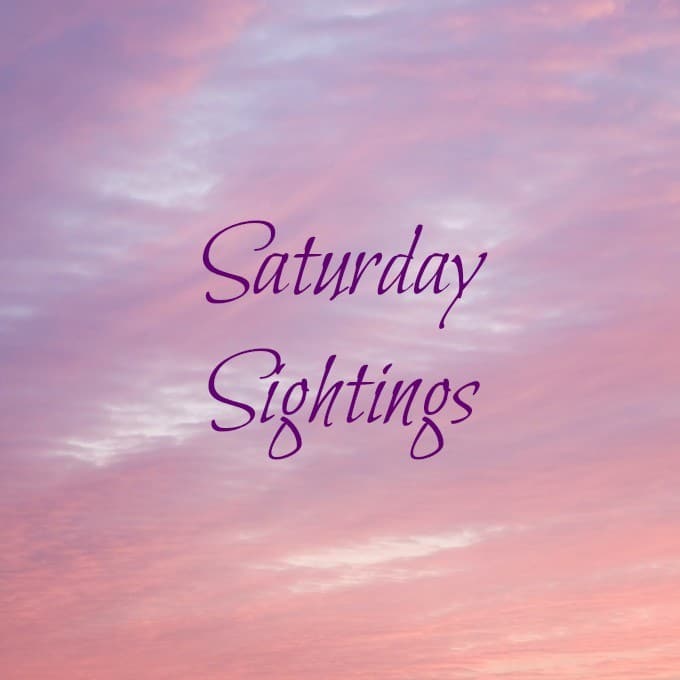 Saturday-Sightings