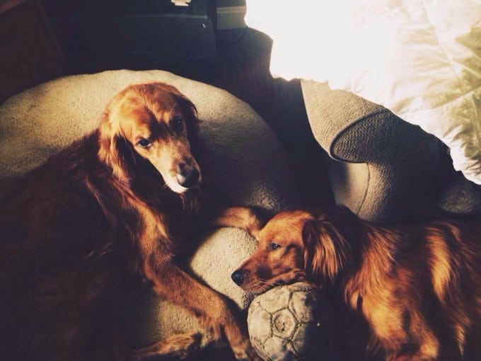 Brady and Keiser, our two previous Golden Retrievers