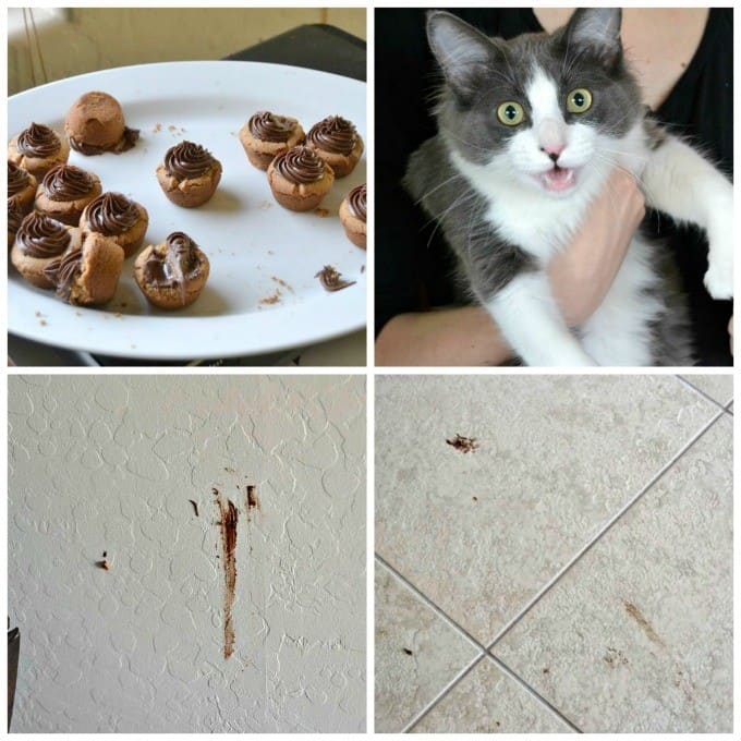 Reeses-Cat-Collage