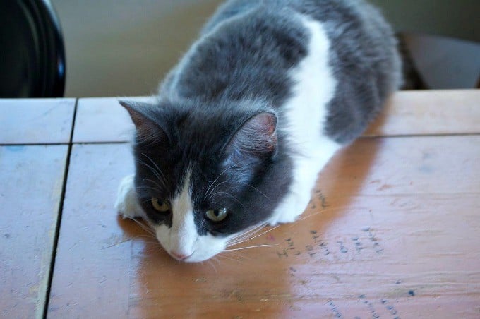 Kitty-Waiting-for-banana-bread