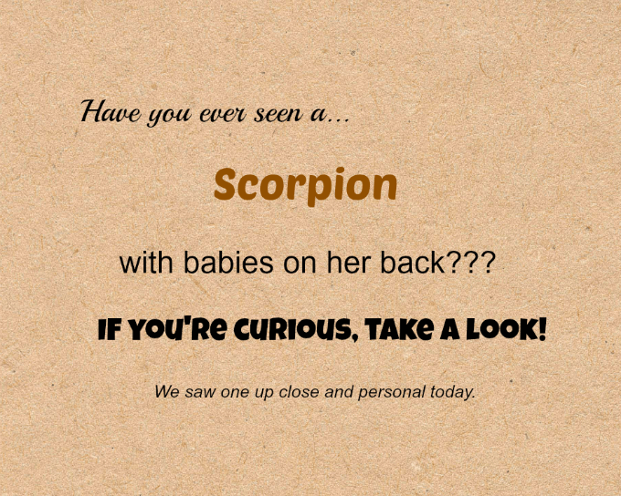 Scorpion