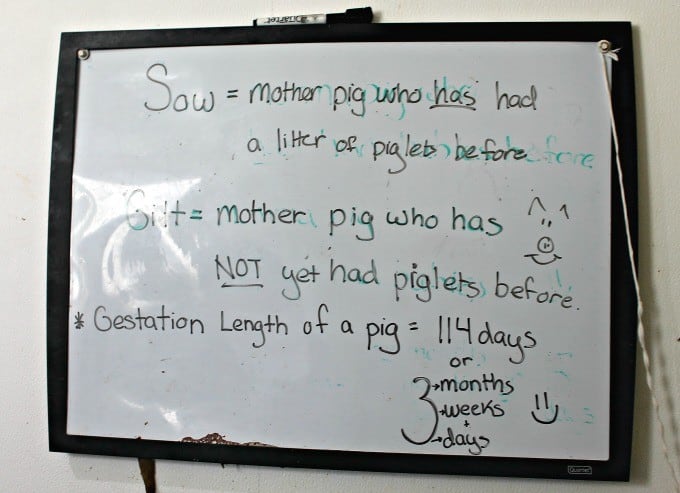 Pig-White-Board