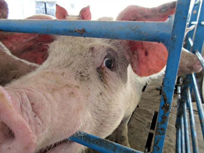 Touring with the National Pork Board in Iowa September 2015 for 365 Days of Baking and More Travel