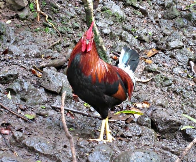 Kauai: Where to Stay and What to Do. Rooster on Kauai, HI