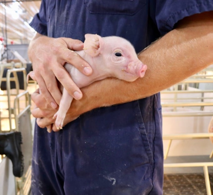 In Sioux Falls, SD, I was able to learn about all things pig and see first-hand life on a pig farm with the National Pork Board. What does it mean for you?