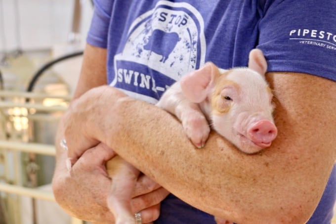 In Sioux Falls, SD, I was able to learn about all things pig and see first-hand life on a pig farm with the National Pork Board. What does it mean for you?