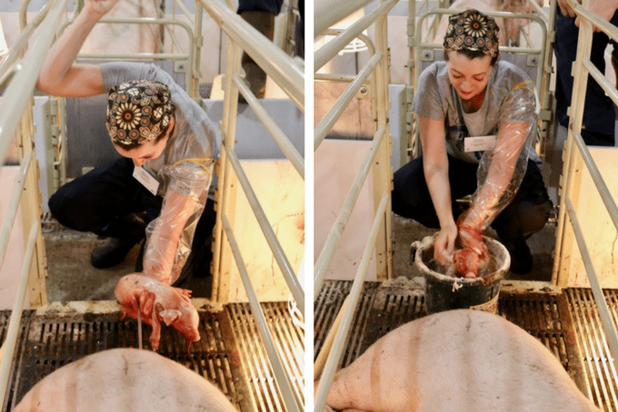 In Sioux Falls, SD, I was able to learn about all things pig and see first-hand life on a pig farm with the National Pork Board. What does it mean for you?