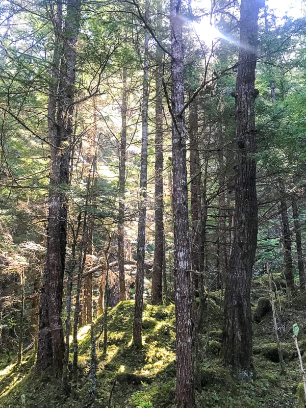Forest view along Mendenhall Glacier Trail Hike- What to Pack for an Alaska Cruise