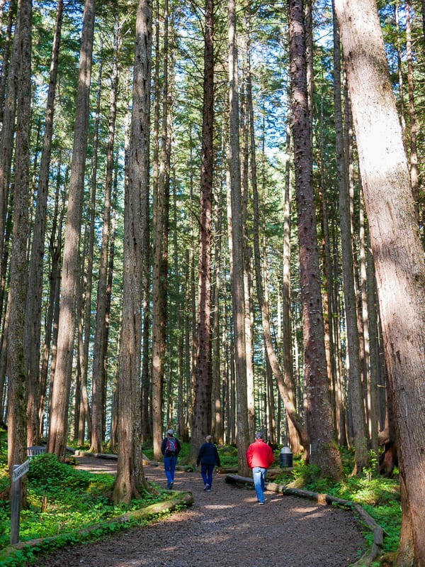 Tall pine trees on a path in Ice Strait Point, Alaska