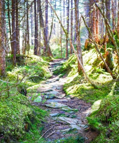 Into the woods during our Alaska Cruise Excursions Mendenhall Glacier Hike