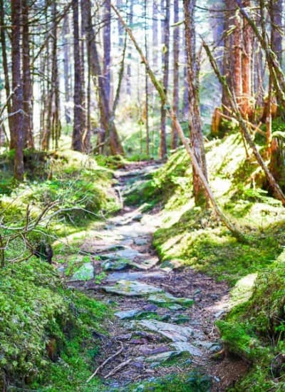 Into the woods during our Alaska Cruise Excursions Mendenhall Glacier Hike