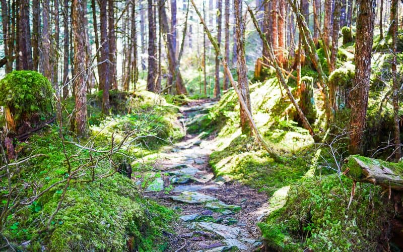 Into the woods during our Alaska Cruise Excursions Mendenhall Glacier Hike