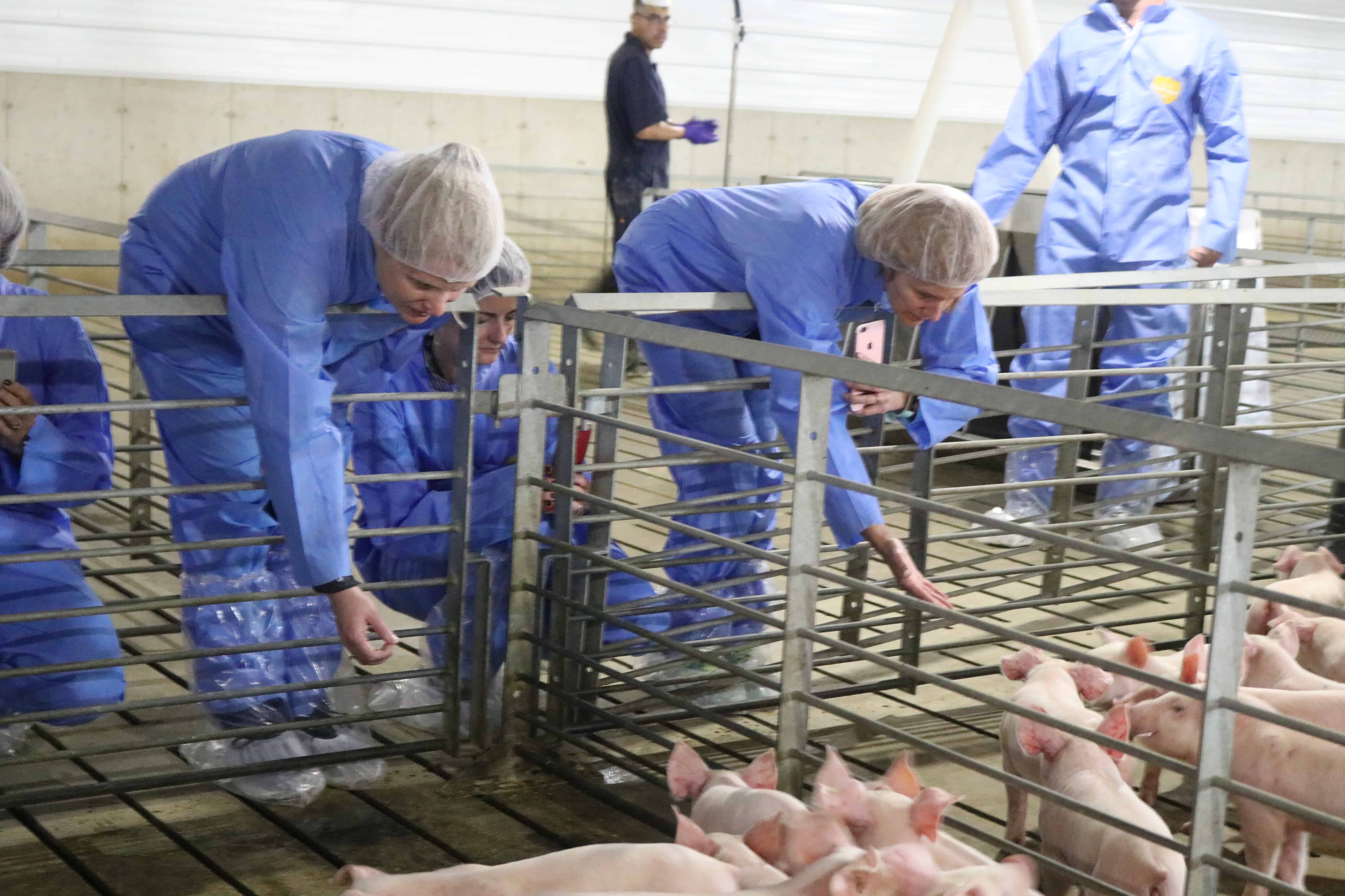 Pig Farming - pig nursery in MI.