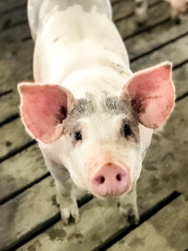 pig