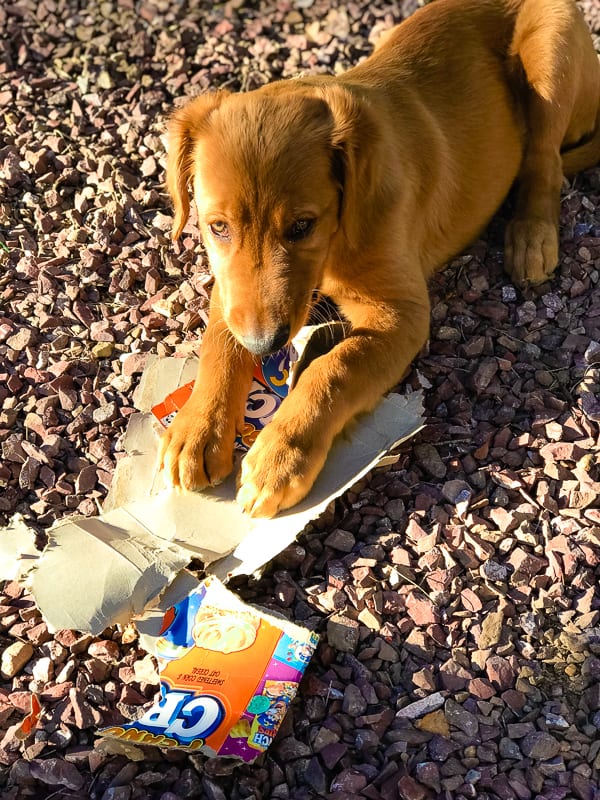 Logan the Golden Dog of Furry Friend Friday tearing apart a cereal box.