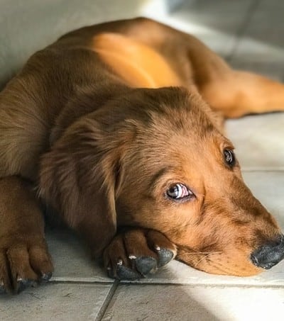 Logan the Golden Dog.