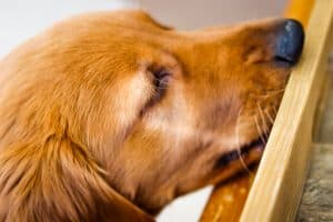 Logan the Golden Dog of Furry Friend Friday sniffing my food photo shoot.