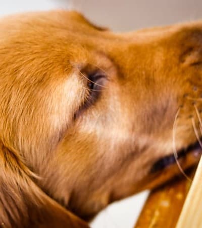 Logan the Golden Dog of Furry Friend Friday sniffing my food photo shoot.