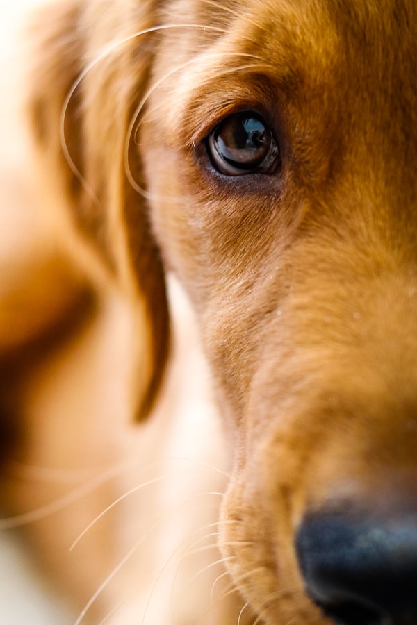 The right eye of Logan the Golden Dog of Furry Friend Friday.