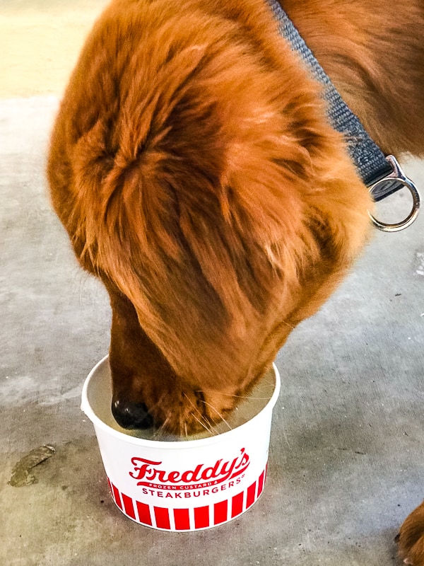 Logan the Golden Dog of Furry Friend Friday enjoying his first Freddie's Pup Cup (icustard and whipped cream).
