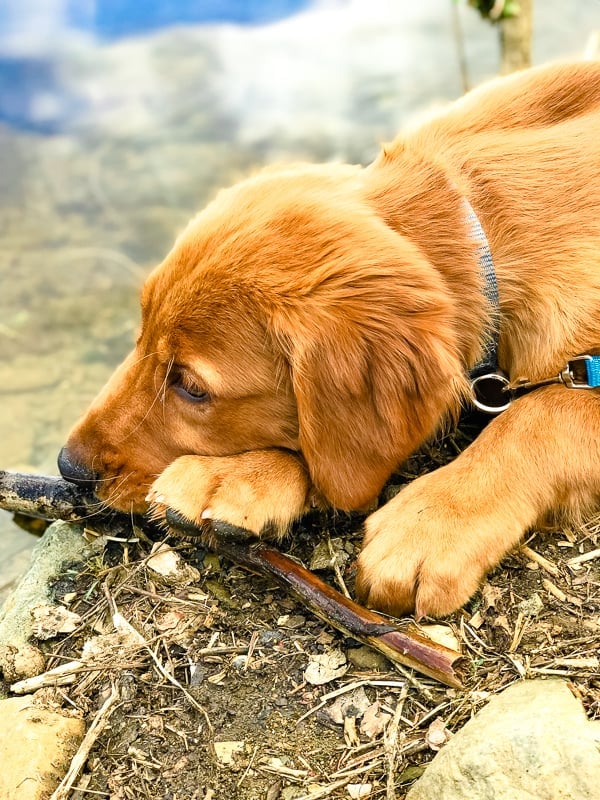 Logan the Golden Dog with a stick at Lynx Lake in Prescott, AZ