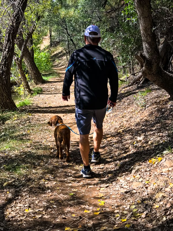 Logan the Golden Dog walking with dad.