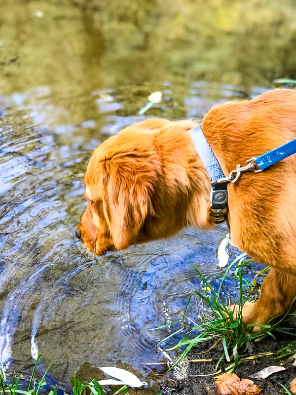 Logan the Golden Dog at Lynx Lake in Prescott, AZ.