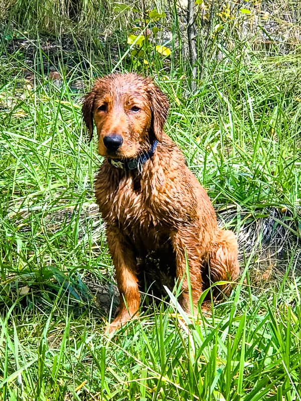 A very wet Logan the Golden Dog at Lynx Lake in Prescott, AZ.