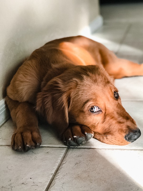 Logan the Golden Dog, a 15-week old puppy.