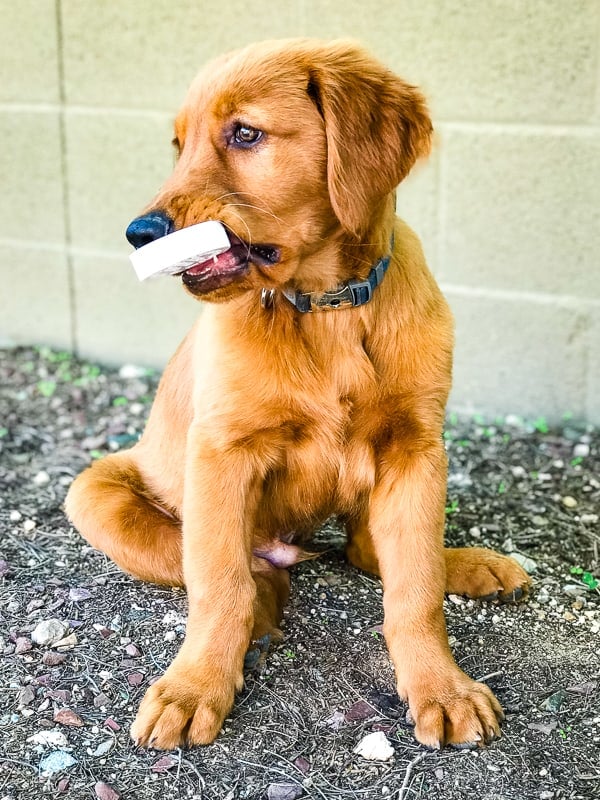 Logan the Golden Dog, a Golden Retriever, playing with a plastic cap.