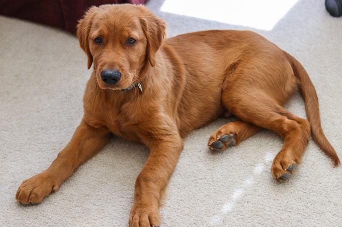 Logan the Golden Dog of Furry Friend Friday posing for the camera.