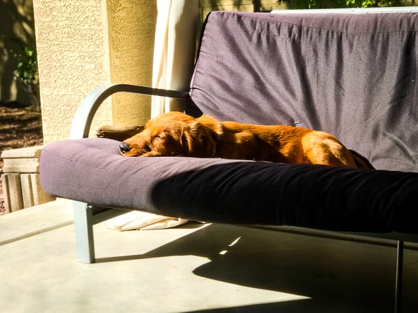 Logan the Golden Dog of Furry Friend Friday lounging in the sun.