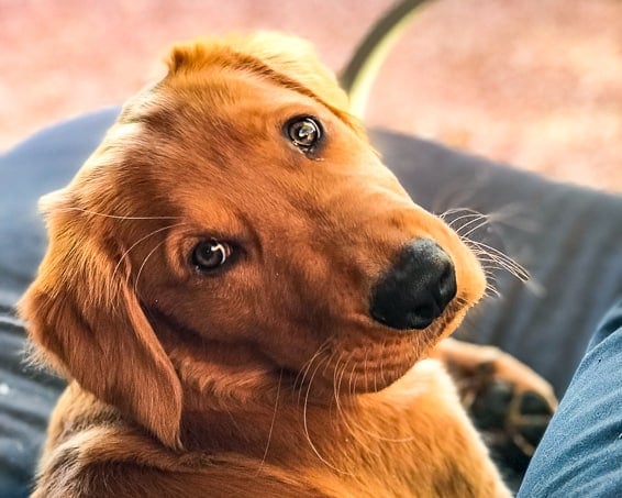 Logan the Golden Dog enjoying a lazy afternoon.