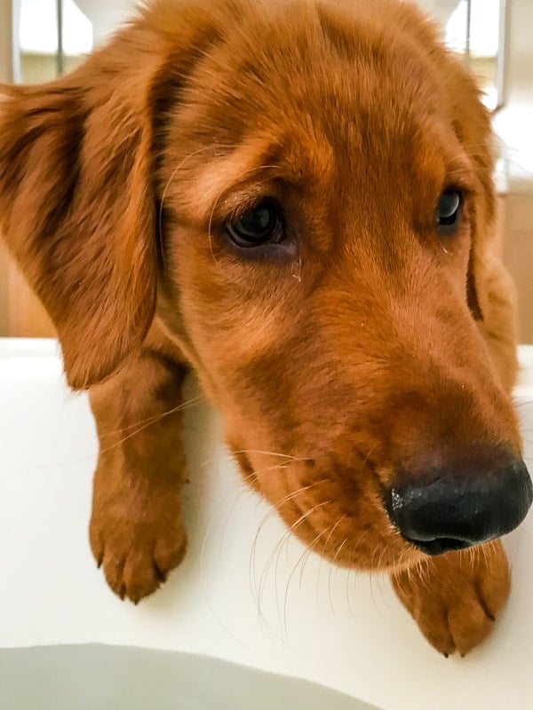 Logan the Golden Dog of Furry Friend Friday wanting to jump in the bathtub.