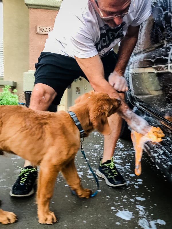 Logan the Golden Dog helping wash the car.