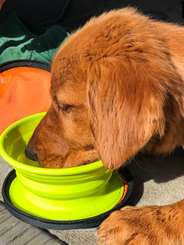 Logan the Golden Dog drinking out of a bowl.