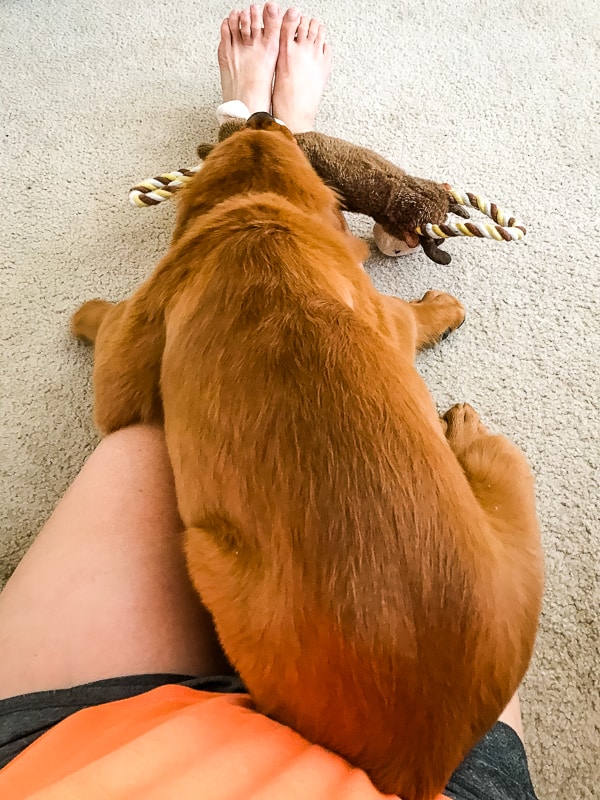 Logan the Golden Dog, a Golden Retriever, pretending he's a lap dog.