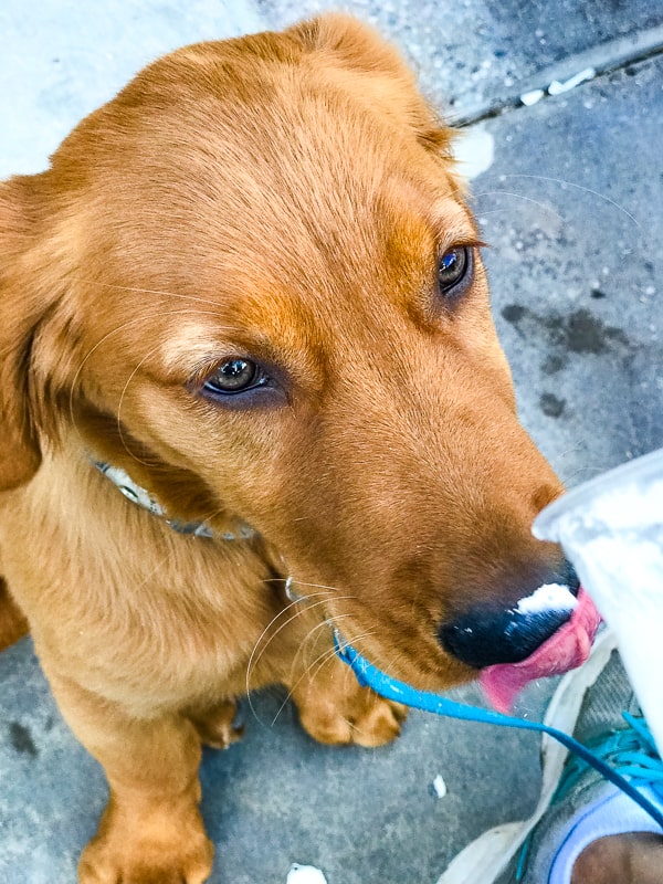 Logan the Golden Dog enjoying a puppuccino at Amped Coffee in Anthem, AZ.