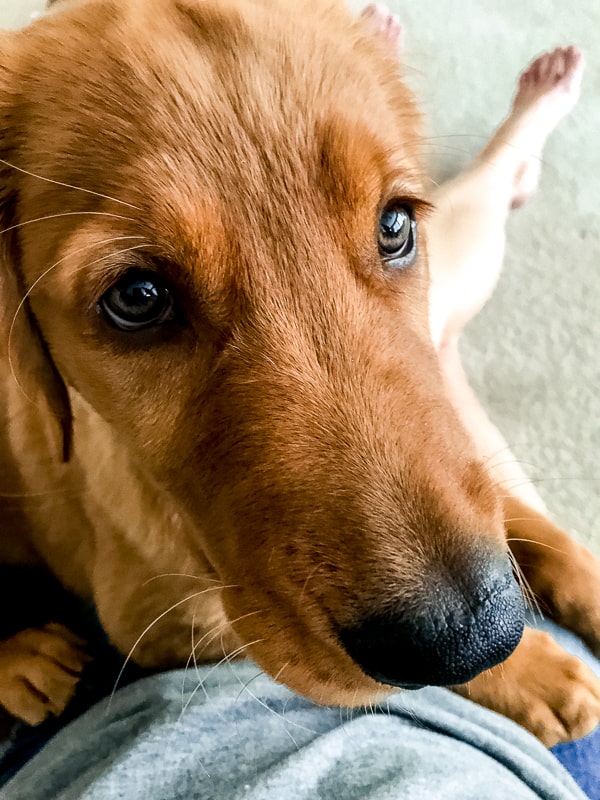 Logan the Golden Dog, a Golden Retriever, giving puppy dog eyes.