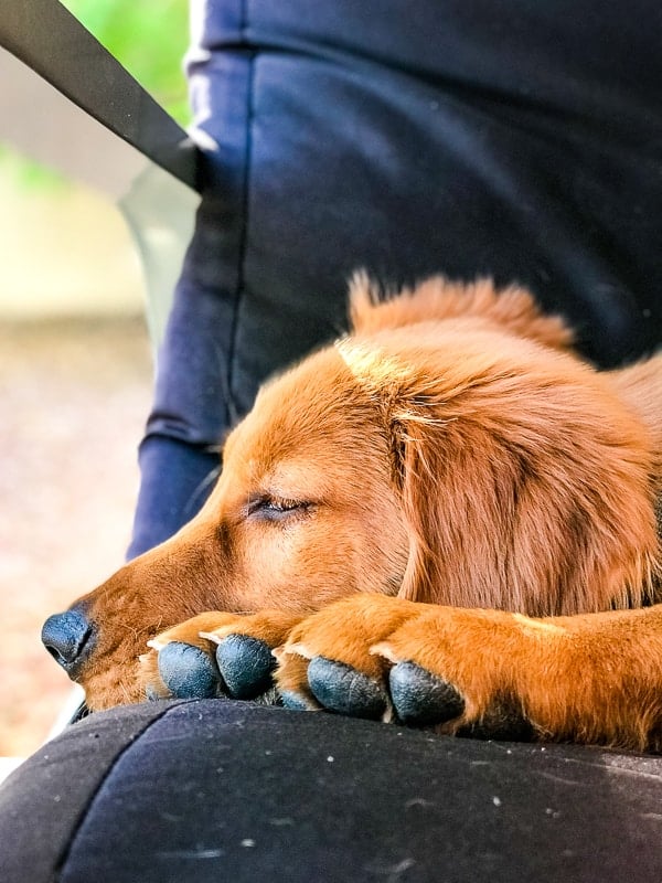 Logan the Golden Dog, a Golden Retriever, resting.