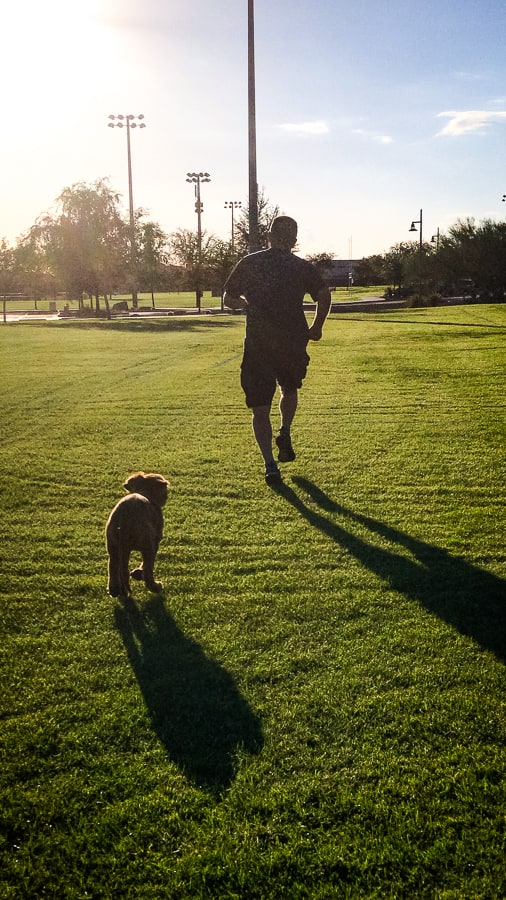 Logan the Golden Dog, a Golden Retriever, running in the park.